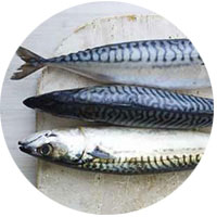 Mackerel